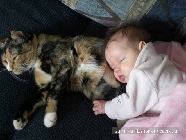Кошка- нянька — Болталка и разговоры обо всем: жизнь (фото 4)
