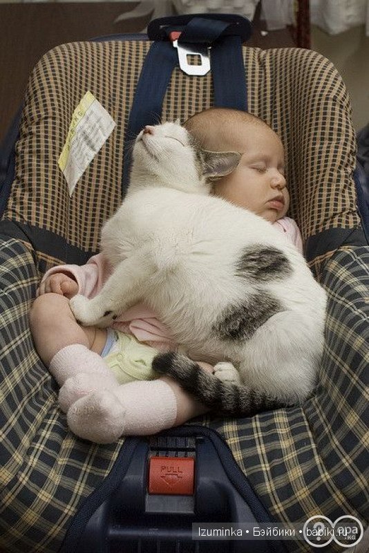 Кошка- нянька — Болталка и разговоры обо всем: жизнь