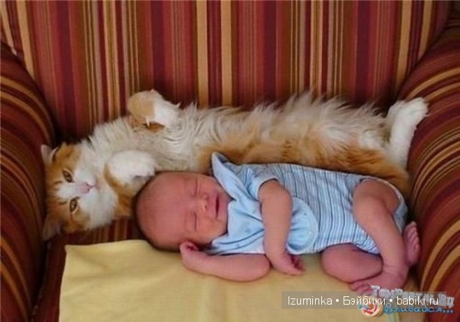 Кошка- нянька — Болталка и разговоры обо всем: жизнь (фото 8)