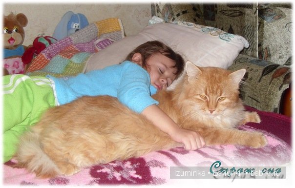 Кошка- нянька — Болталка и разговоры обо всем: жизнь