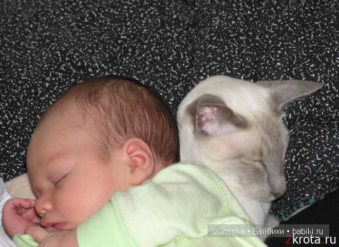 Кошка- нянька — Болталка и разговоры обо всем: жизнь (фото 7)