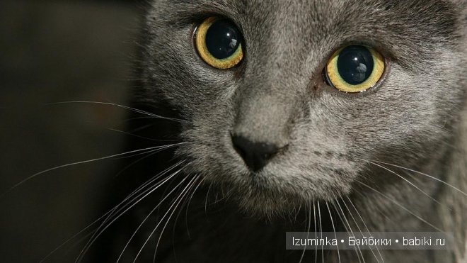 Кошка- нянька — Болталка и разговоры обо всем: жизнь (фото 3)