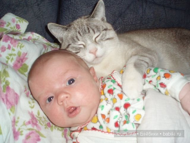 Кошка- нянька — Болталка и разговоры обо всем: жизнь