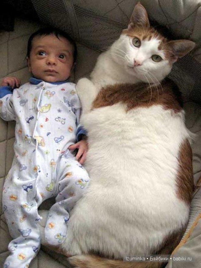 Кошка- нянька — Болталка и разговоры обо всем: жизнь