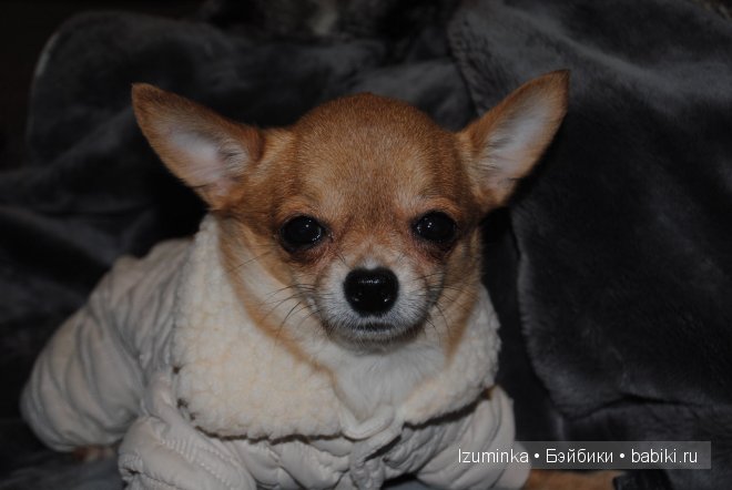 Мечты сбываются! Только надо верить и ждать | Бэйбики Мечты сбываются! Только надо верить и ждать