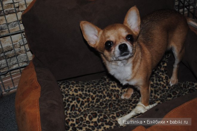 Мечты сбываются! Только надо верить и ждать | Бэйбики Мечты сбываются! Только надо верить и ждать