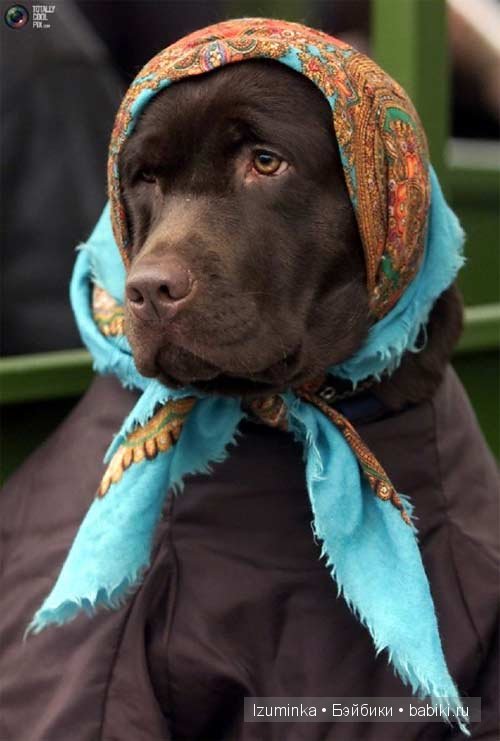 мода на собак