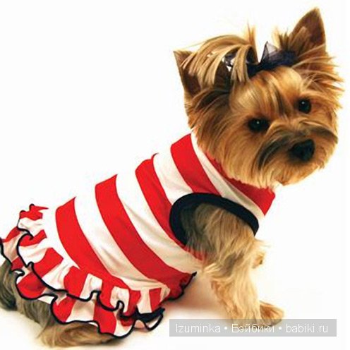 мода на собак