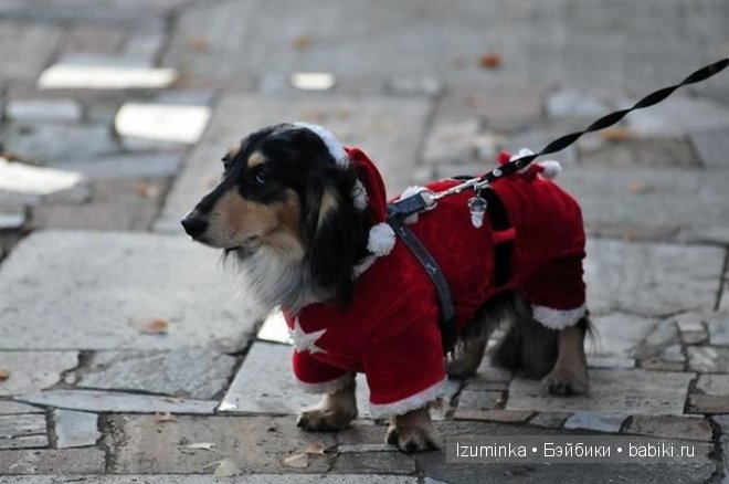 мода на собак