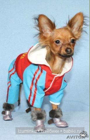 мода на собак