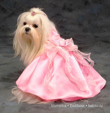 мода на собак