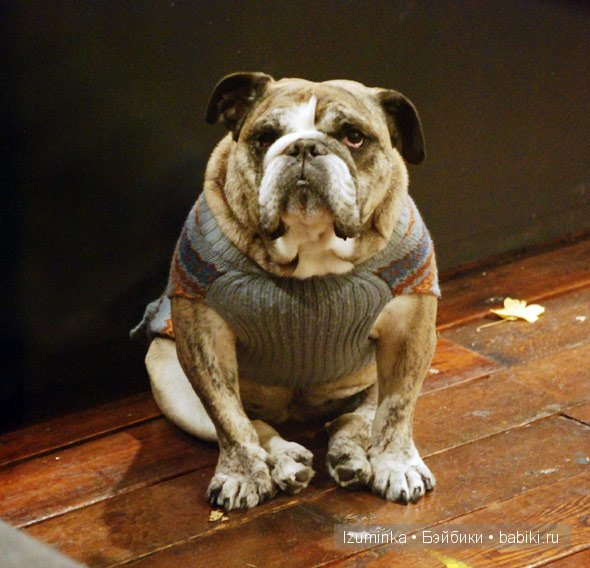 мода на собак