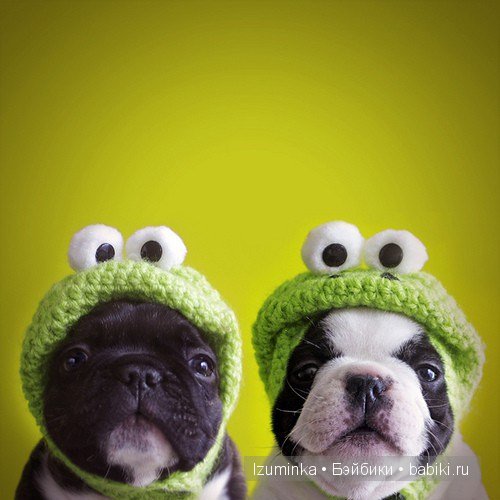 мода на собак