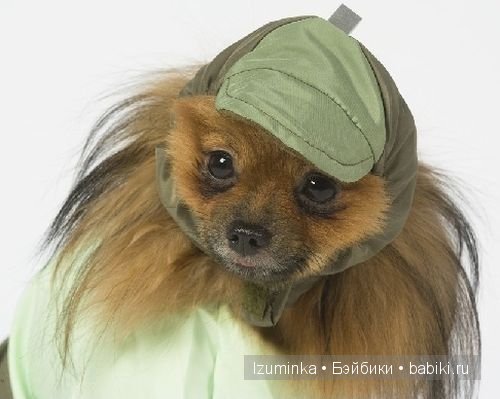 мода на собак