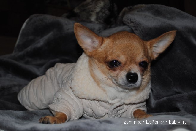 мода на собак