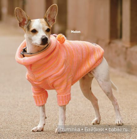 мода на собак