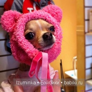 мода на собак