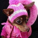 Модная собака - счастливая собака?