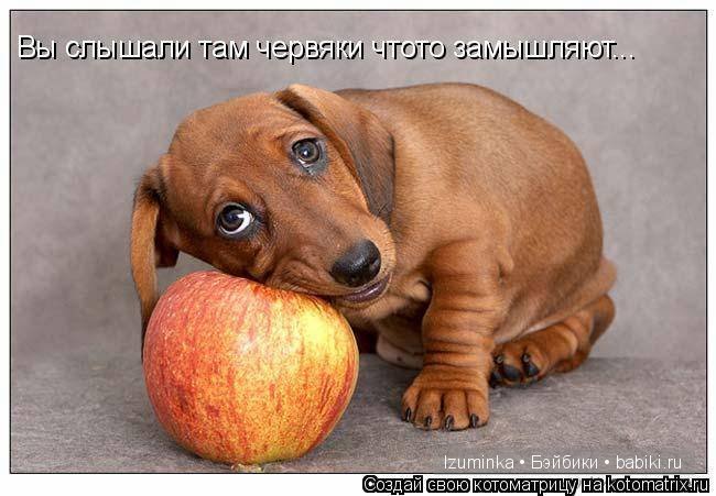 собачья еда