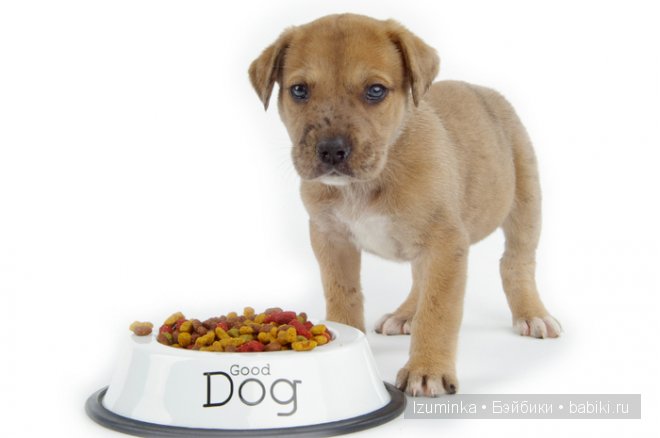 собачья еда