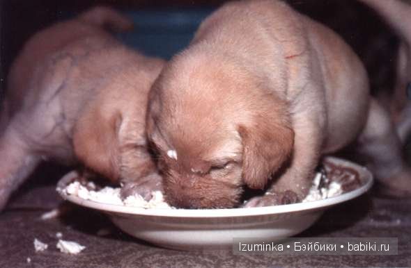 собачья еда