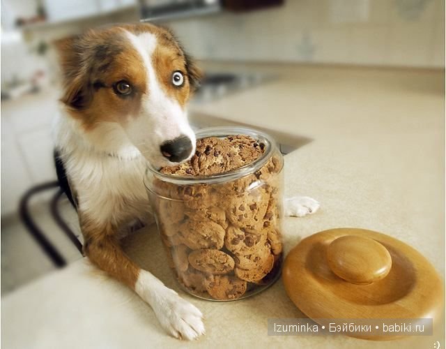 собачья еда