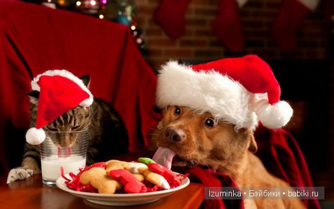 собачья еда