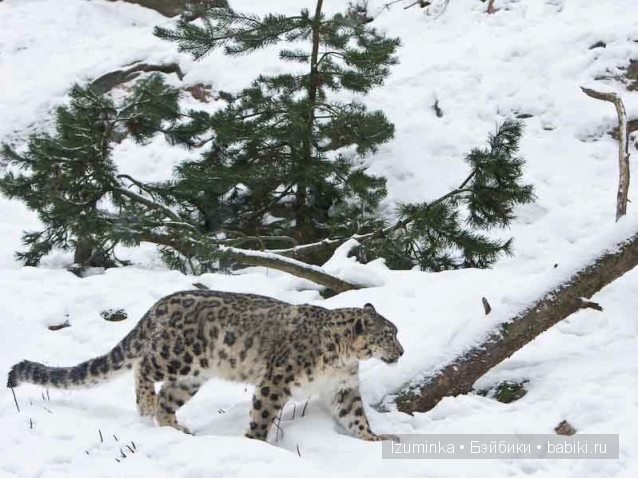 Лайла, Кайе Вигс