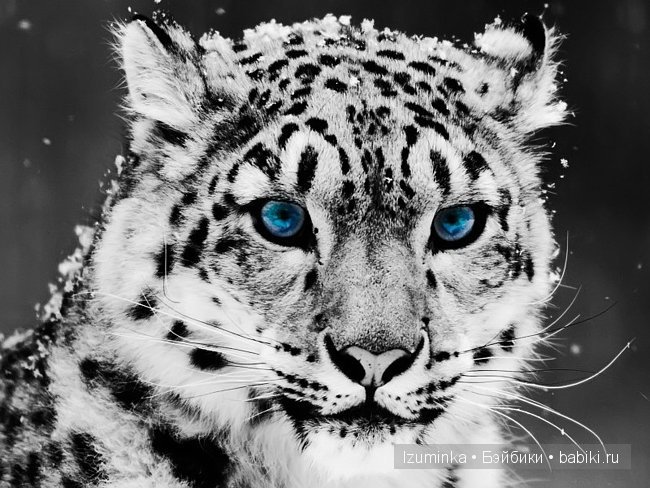 Лайла, Кайе Вигс