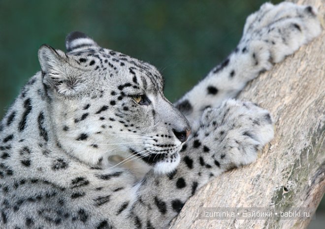 Лайла, Кайе Вигс