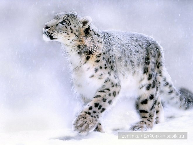 Лайла, Кайе Вигс