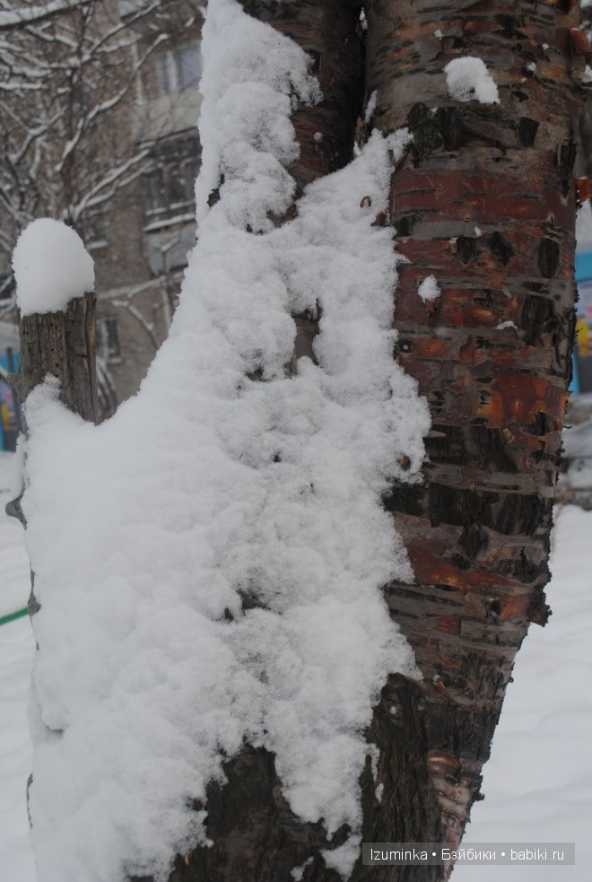 Лайла, Кайе Вигс Лайла, Кайе Вигс