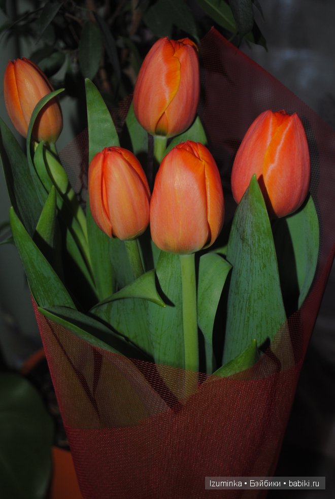 Талисса Кайе Вигс