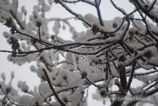 Талисса Кайе Вигс