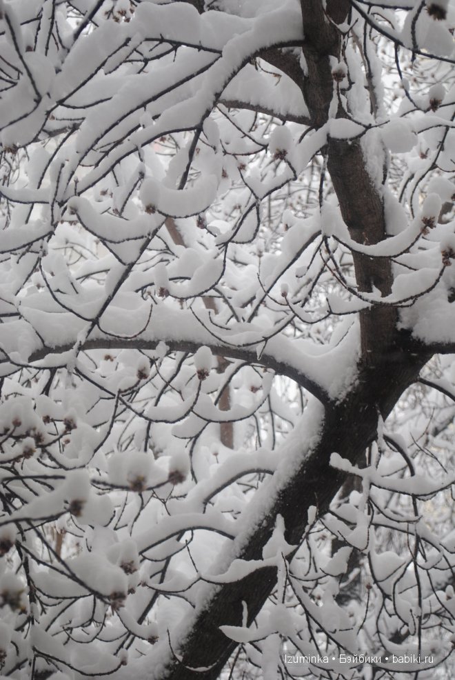 Талисса Кайе Вигс