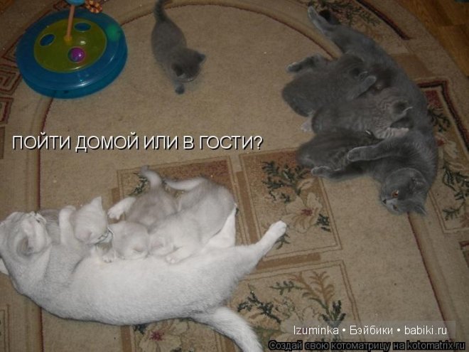 Ох уж эти зверики....Улыбнитесь