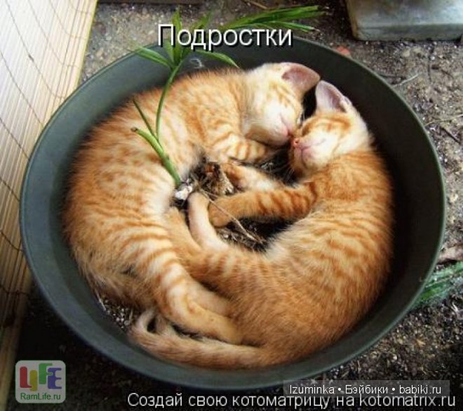 Ох уж эти зверики....Улыбнитесь