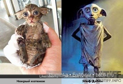 Они так похожи! Немного юмора