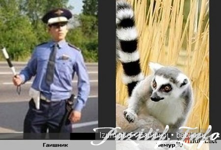 Они так похожи! Немного юмора