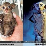 Они так похожи! Немного юмора.