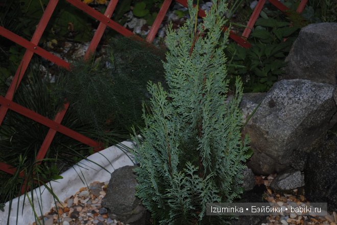 пукифи Анте