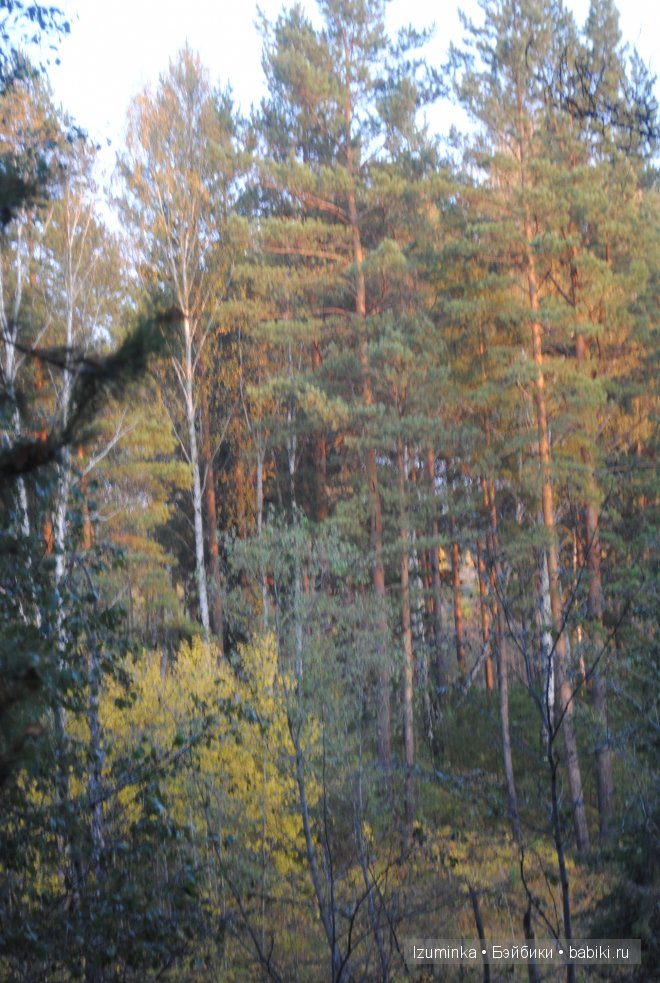 Лиза, ипплхаус