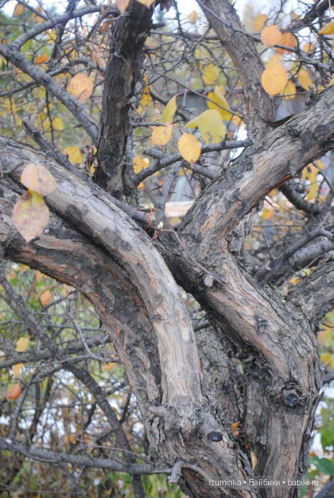 Пукифи Анте Фейриленд