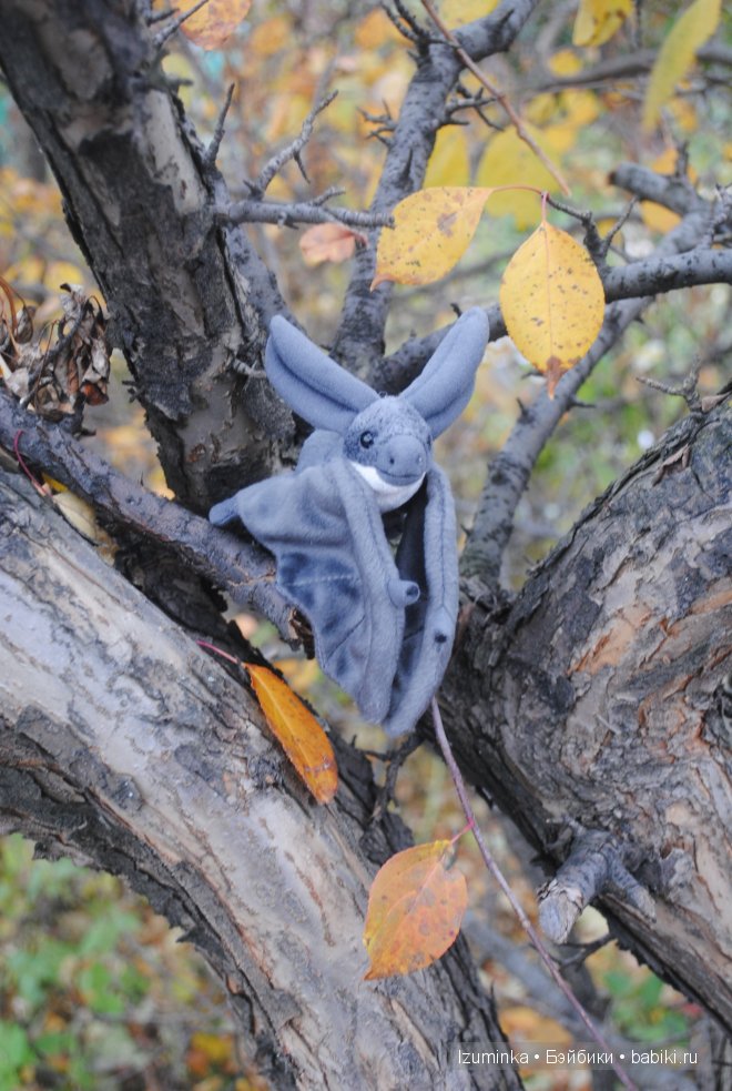 Пукифи Анте Фейриленд