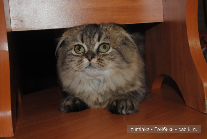 нижнее белье для пукифи