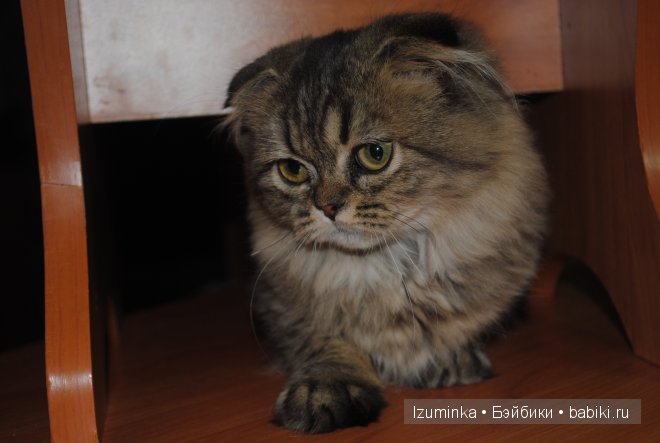 нижнее белье для пукифи нижнее белье для пукифи