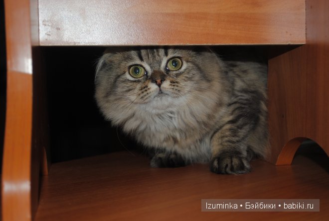 нижнее белье для пукифи нижнее белье для пукифи