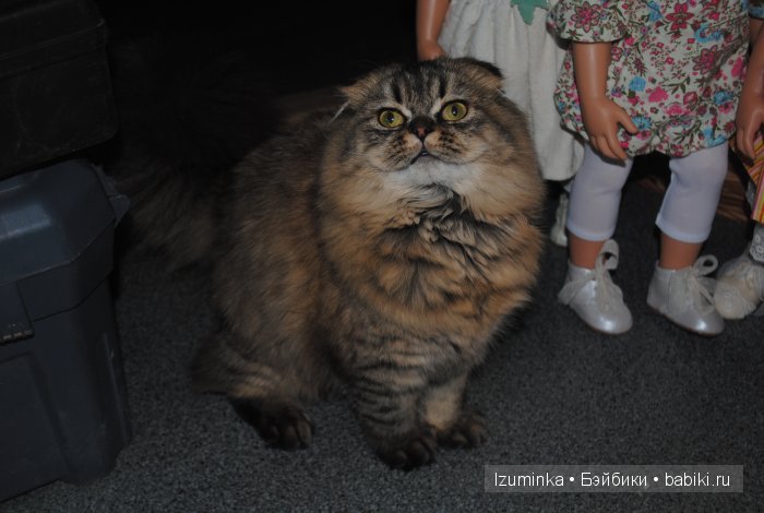 Киана 2003 года Gotz Киана 2003 года Gotz