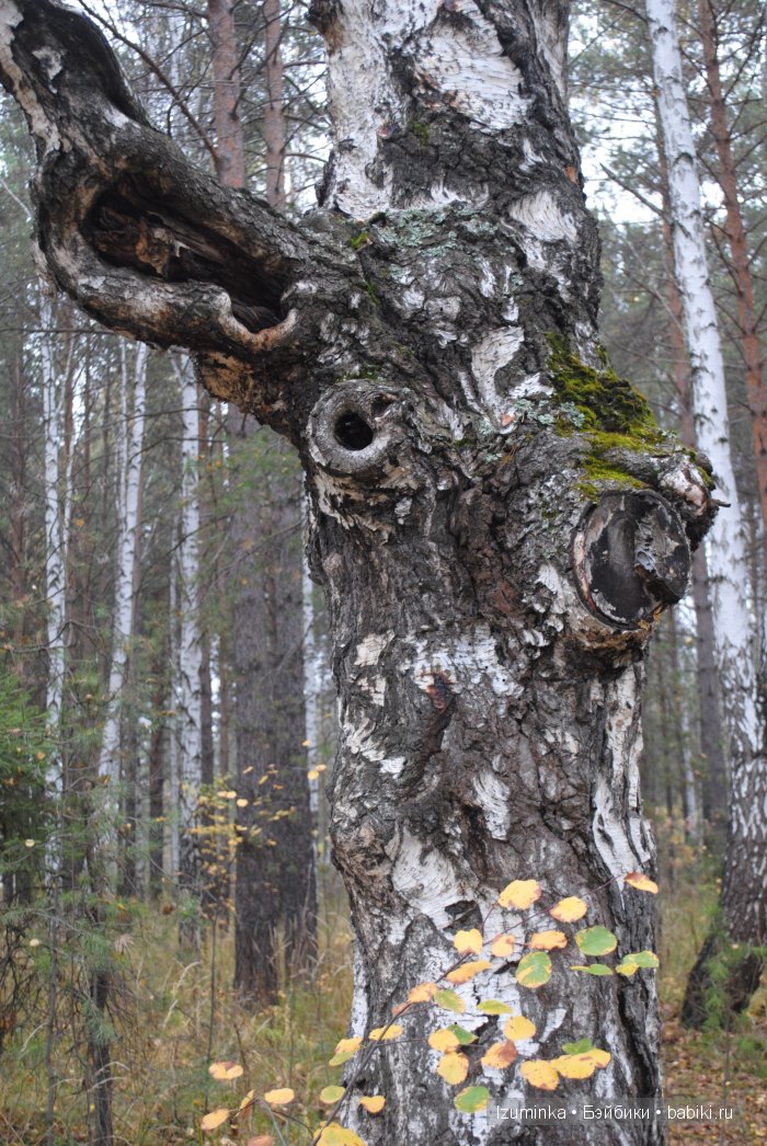 Нанури (Littlefee Nanuri от Fairyland) Нанури (Littlefee Nanuri от Fairyland)