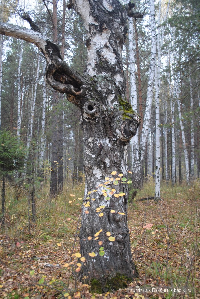 Нанури (Littlefee Nanuri от Fairyland) Нанури (Littlefee Nanuri от Fairyland)